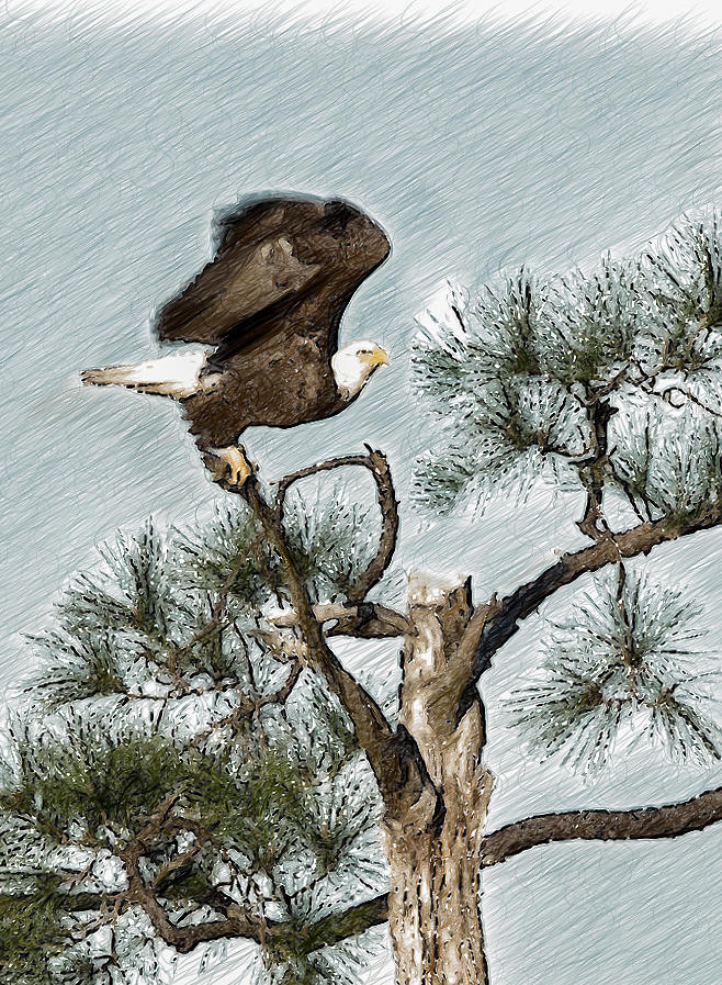 Bald Eagle Photograph by Sandra Lynn