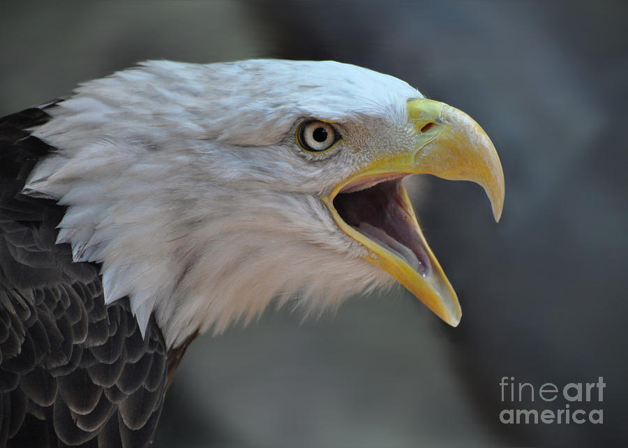 Bald Eagle Photograph by Savannah Gibbs