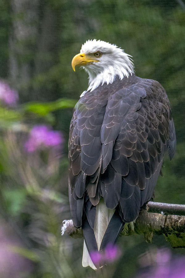 Bald Eagle Photograph by Saya Studios