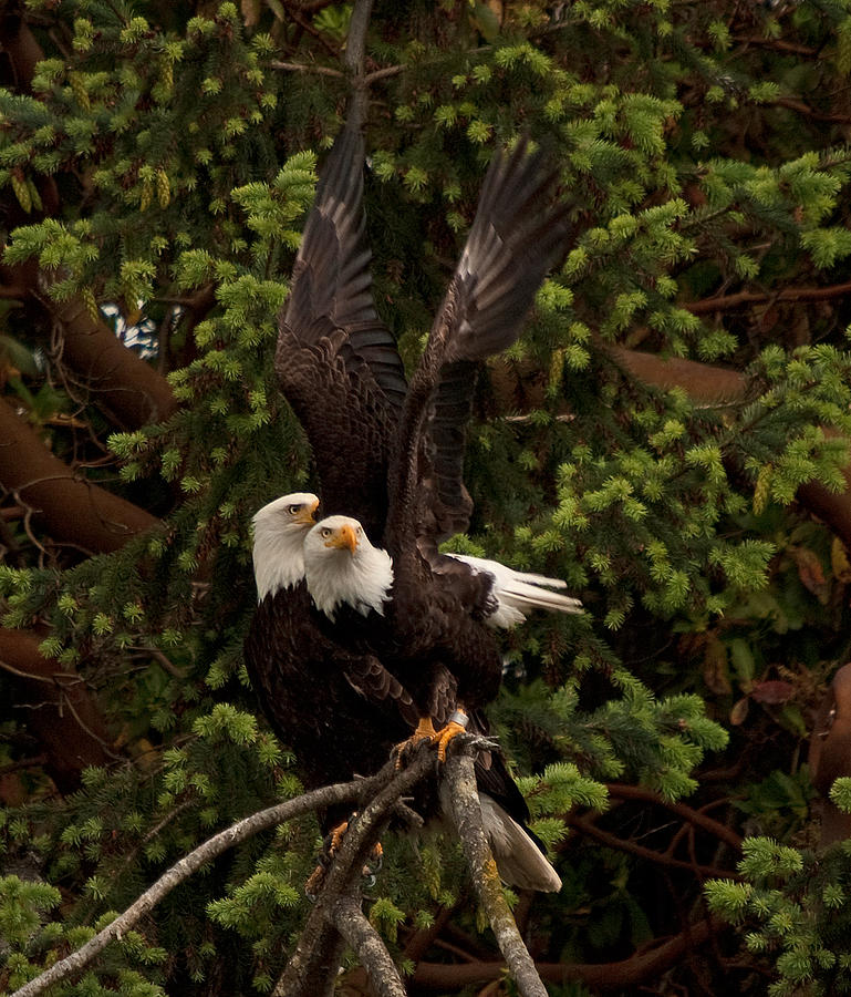 Bald Eagle Sb Pair Greeting N 11 Photograph By Irvin Damm Fine Art