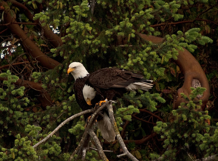 Bald Eagle Sb Pair Greeting N 20 Photograph By Irvin Damm Fine Art