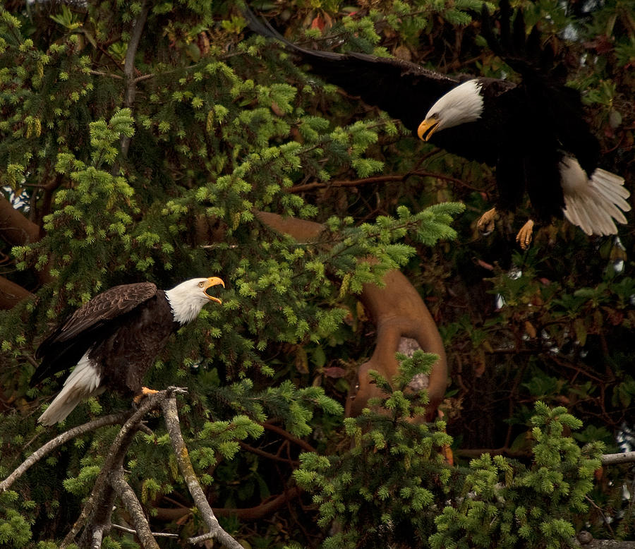 Bald Eagle Sb Pair One Landing On Branch N 01 Photograph By Irvin Damm