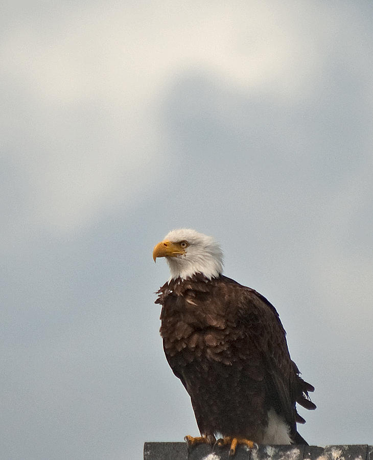 Bald Eagle Sb Shaking Feathers N 04 Photograph By Irvin Damm Pixels