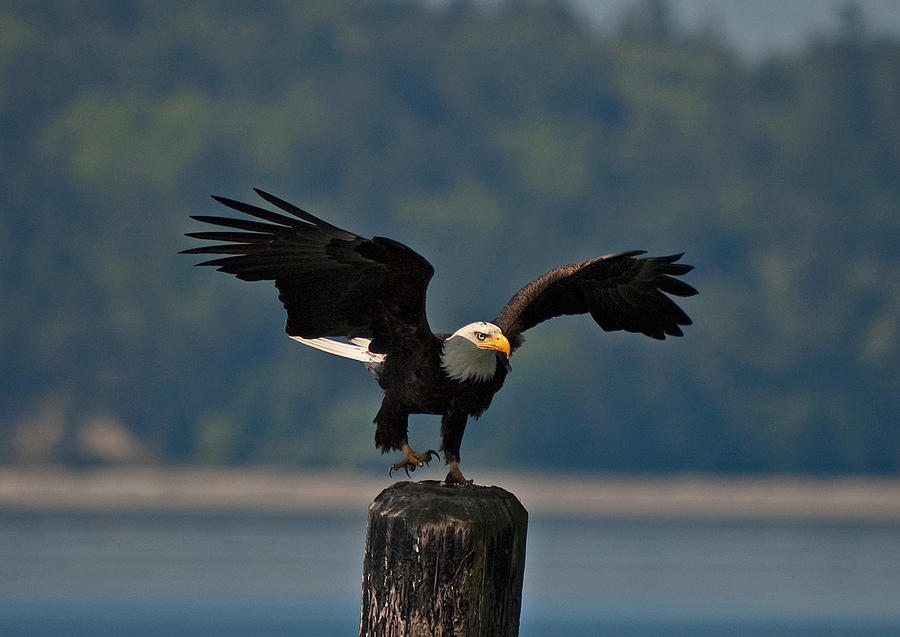 Bald Eagle Sb Taking Off From Pillar N 04 Photograph By Irvin Damm Pixels