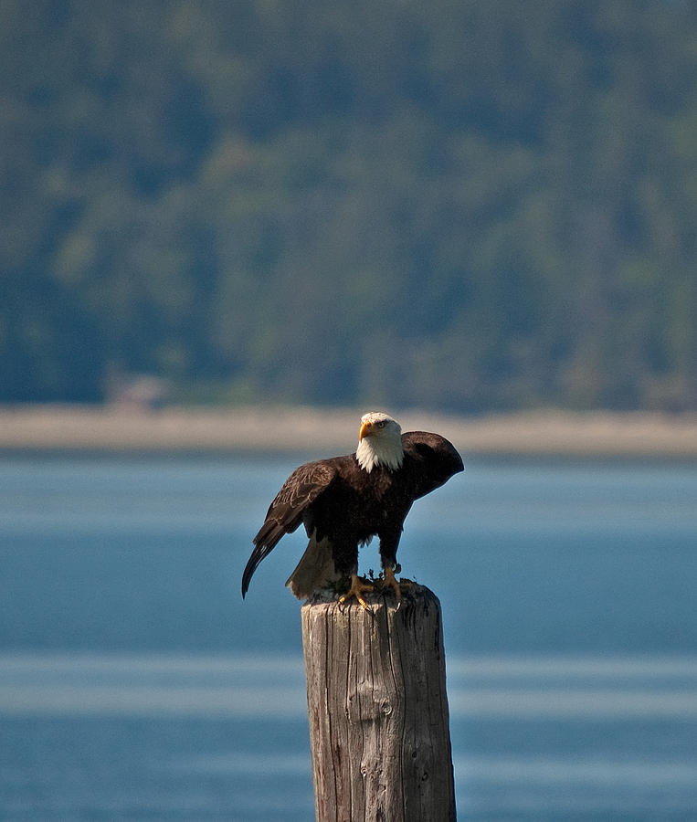 Bald Eagle Sb Taking Off From Pillar N 07 Photograph By Irvin Damm