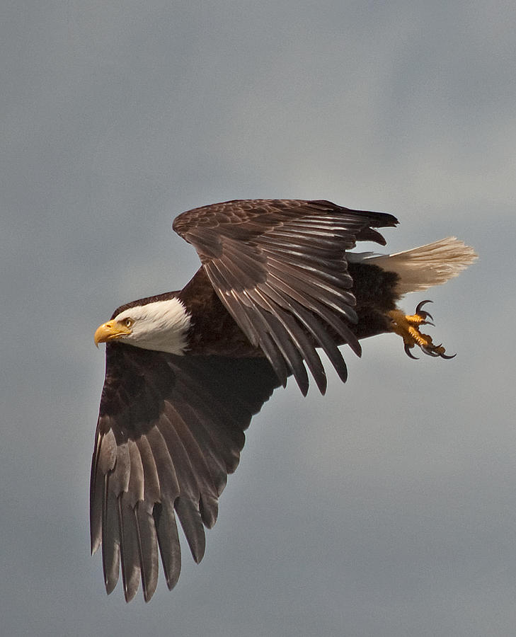 Bald Eagle Sb Taking Off From Roof N 02 Photograph By Irvin Damm Pixels