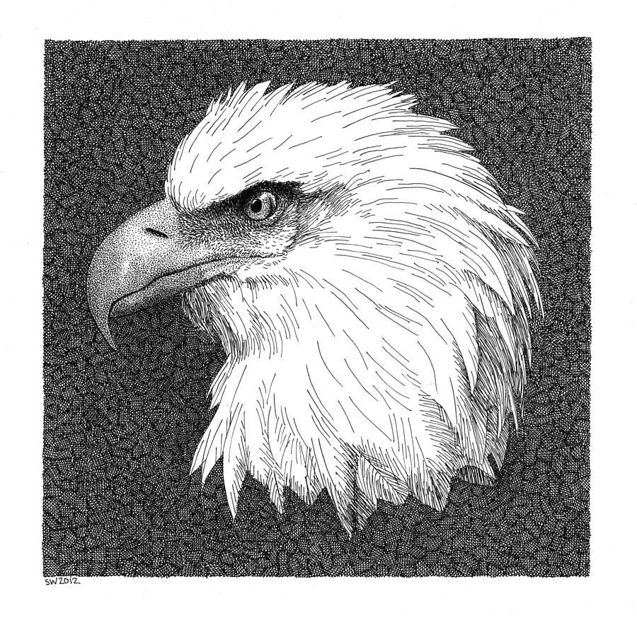 Bald Eagle Drawing by Scott Woyak