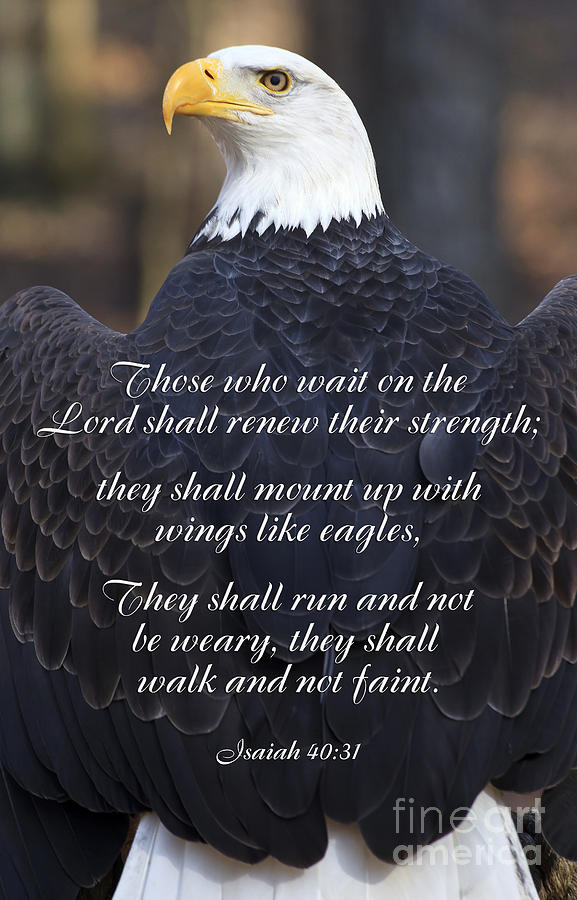 Bald Eagle Scripture Isaiah Photograph by Jill Lang