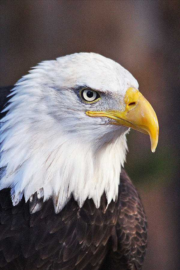 Bald Eagle See's All.100913 Photograph by Brenda Boyer | Fine Art America