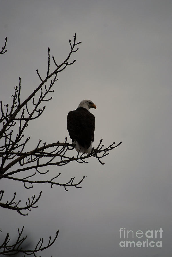 Bald Eagle Photograph by Sharon Elliott