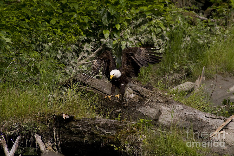 Bald Eagle-Signed-#1249 Photograph by J L Woody Wooden