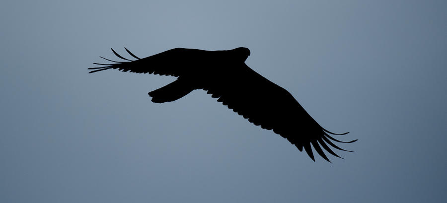 Bald Eagle Silhouette Photograph by Gary Langley