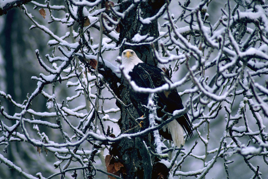 Bald Eagle Sitting In A Bare Tree Photograph by Art Wolfe