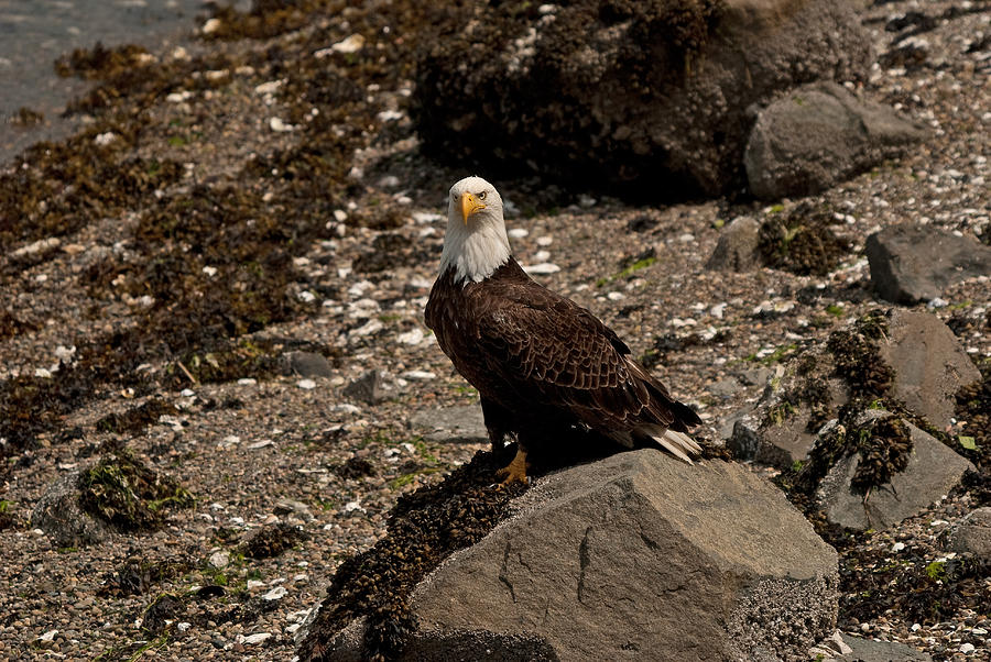 Bald Eagle Sitting On Beach-01 Photograph by Irvin Damm