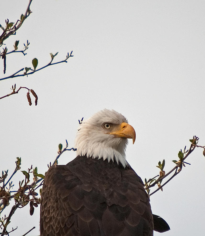 Bald Eagle Sitting On Branch Close Up Hans N 01 Photograph By Irvin