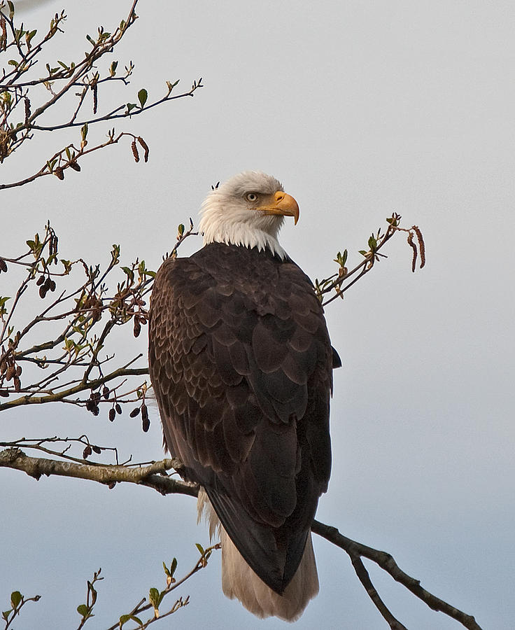 Bald Eagle Sitting on Branch-Hans-n-02 Photograph by Irvin Damm - Fine ...