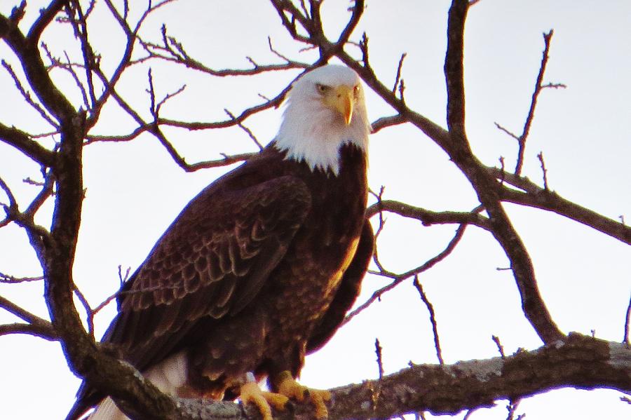 Bald Eagle Sitting Pretty Photograph by Jeanette Oberholtzer