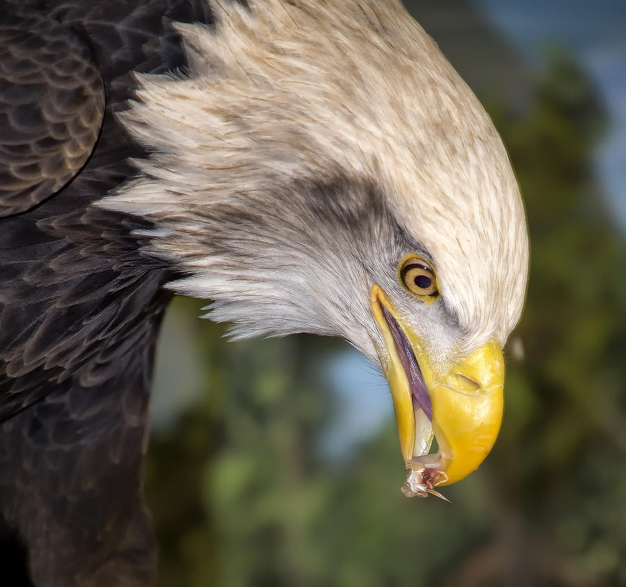 Bald Eagle Snacks Photograph by Bill and Linda Tiepelman