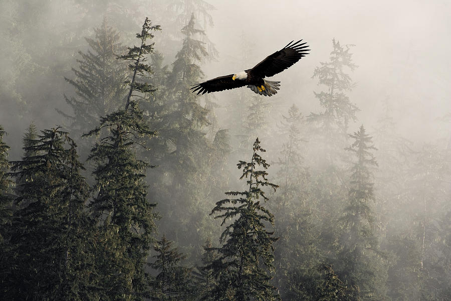 Alaska Photograph - Bald Eagle Soaring In Flight by John Hyde.