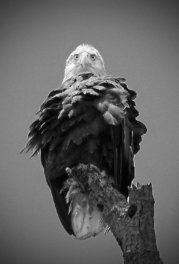 Bald Eagle Stare B W Photograph by Jemmy Archer