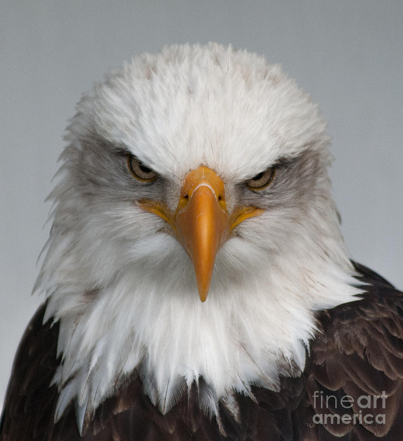 Bald Eagle Stare Photograph by Barbara McMahon