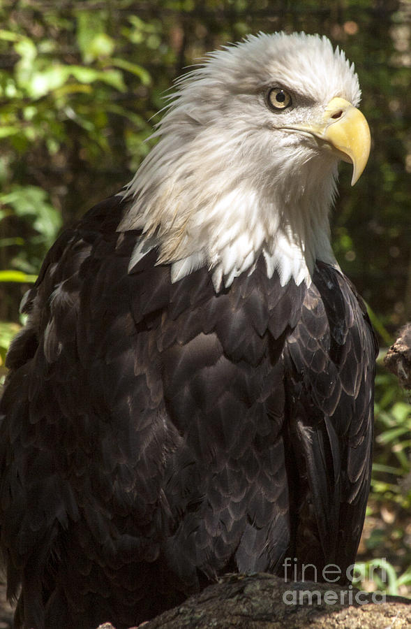 Eagle Photograph - Bald Eagle Stare Down by Darleen Stry