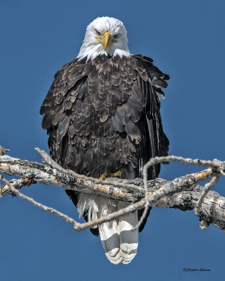 Bald Eagle Stare Down Photograph by Stephen Johnson