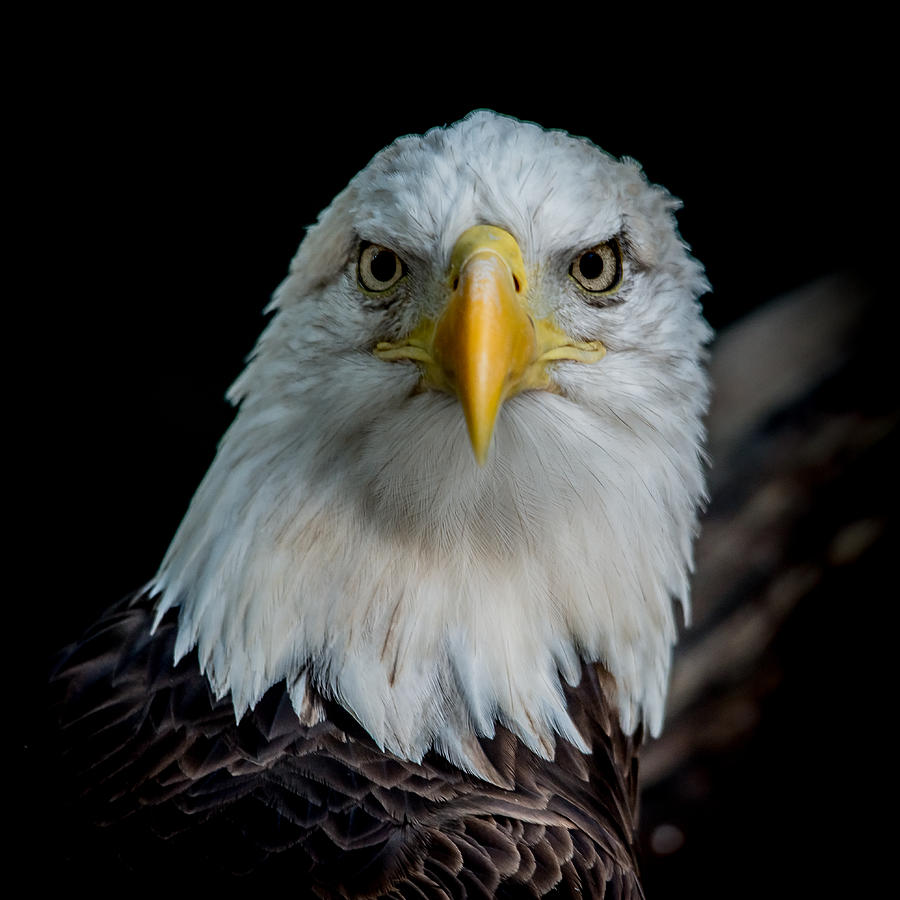 Bald Eagle Stare Down Photograph by Stuart Partridge - Pixels