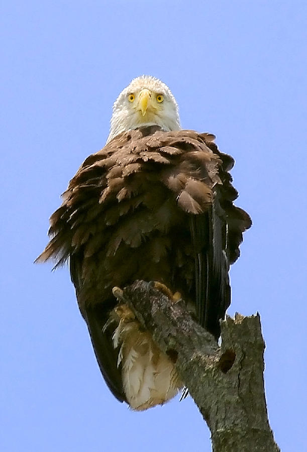 Bald Eagle Stare Photograph by Jemmy Archer