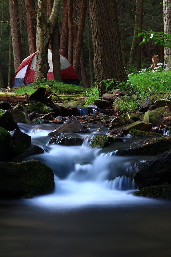 Bald Eagle State Forest Photograph by Cody Arnold | Fine Art America