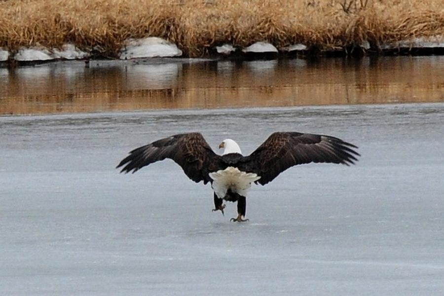 Bald Eagle - Stepping on Ice Photograph by Marilyn Burton