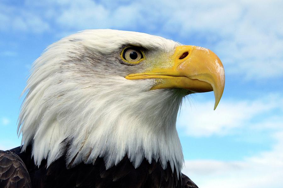 Bald Eagle Photograph by Steve Allen/science Photo Library