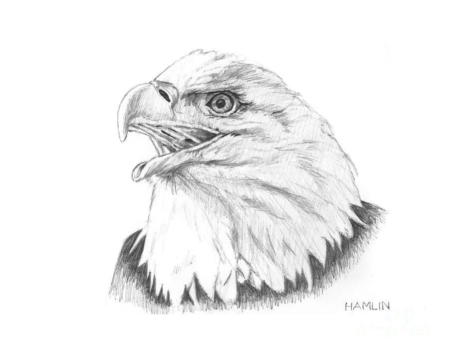 Bald Eagle Drawing by Steve Hamlin