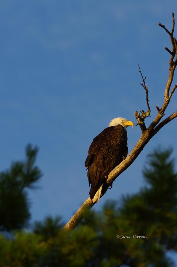 Bald Eagle Photograph by Steven Clipperton