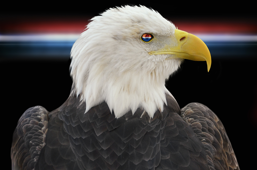 Bald Eagle Photograph by Steven Michael