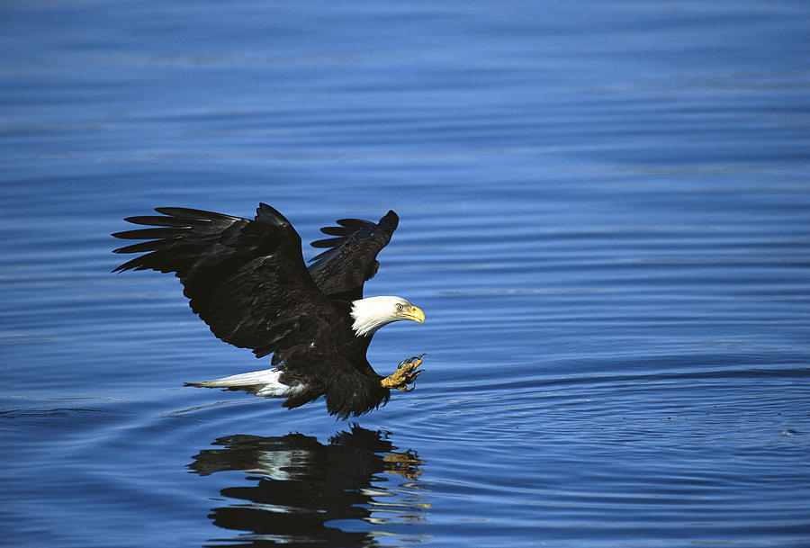 Animal Photograph - Bald Eagle Striking Kenai Peninsula by Tom Vezo