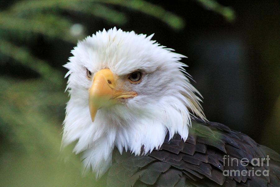 Animal Photograph - Bald Eagle by Susan Meade