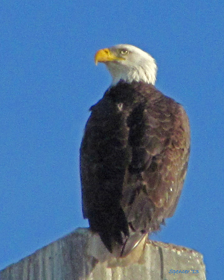 Bald Eagle Photograph by T Guy Spencer