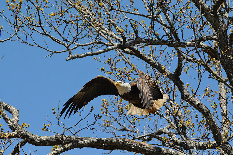 Bald Eagle Take Off Photograph by Jai Johnson