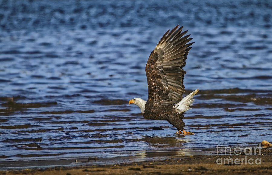 Bald Eagle Take Off Photograph by Mitch Shindelbower