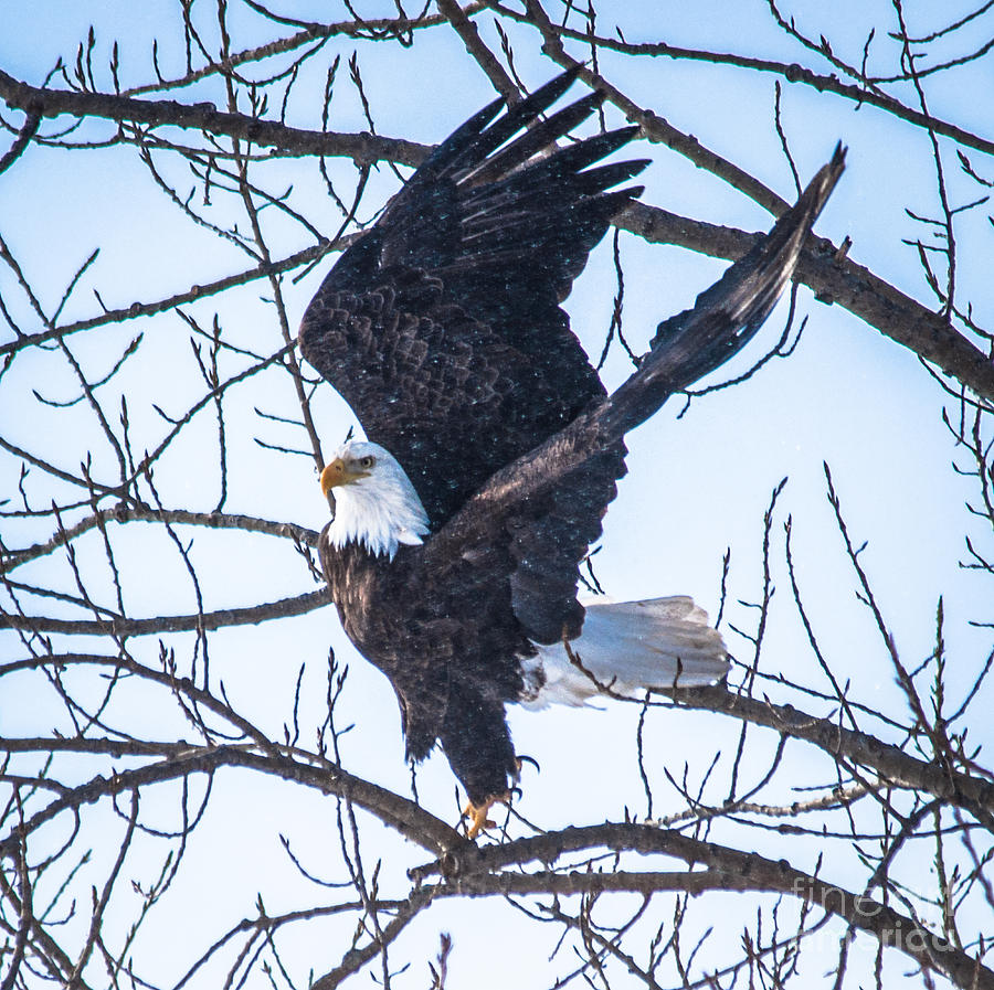 Bald Eagle take off Photograph by Ronald Grogan
