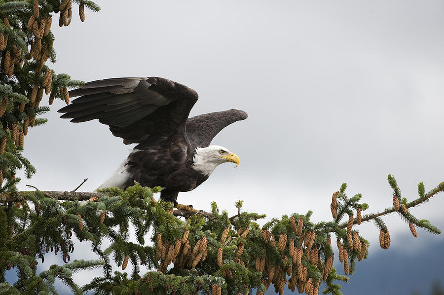 Bald Eagle Taking Flight Alaska Photograph by Flip Nicklin