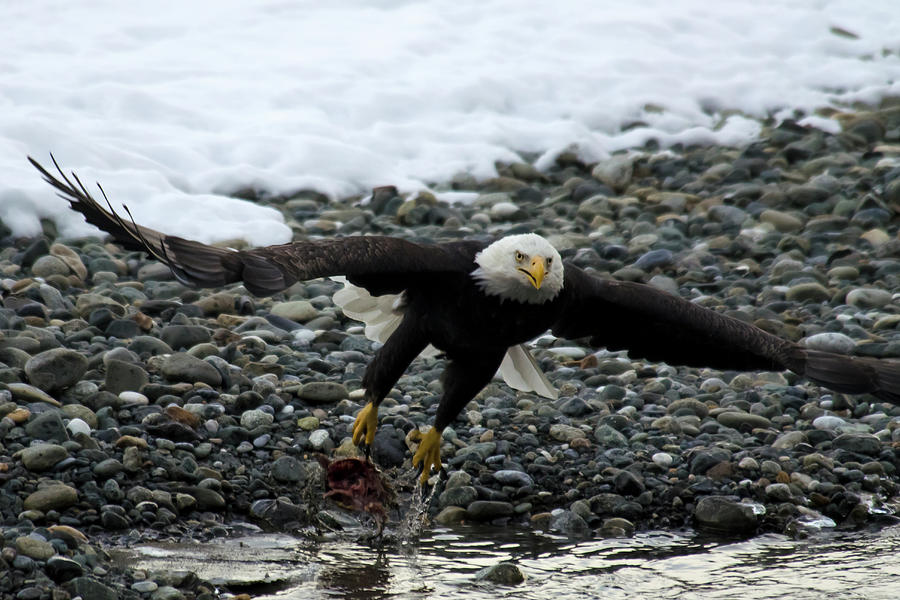 Bald Eagle Taking Off From River Photograph by Mark Newman