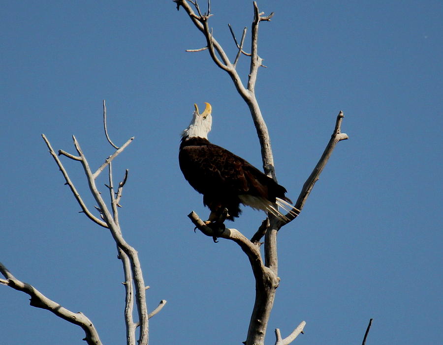 Bald Eagle Talking Photograph by Trent Mallett
