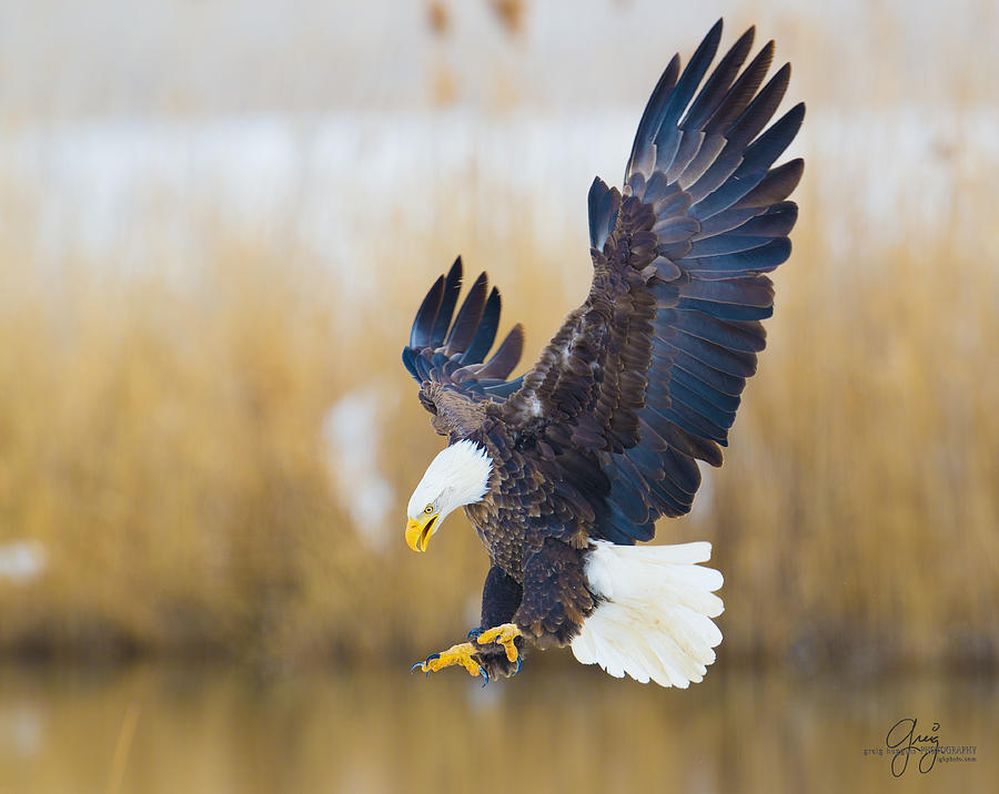 Bald Eagle Talons - 1 Photograph by Greig Huggins - Fine Art America