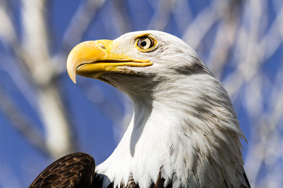 Eagle Photograph - Bald Eagle by Teri Virbickis