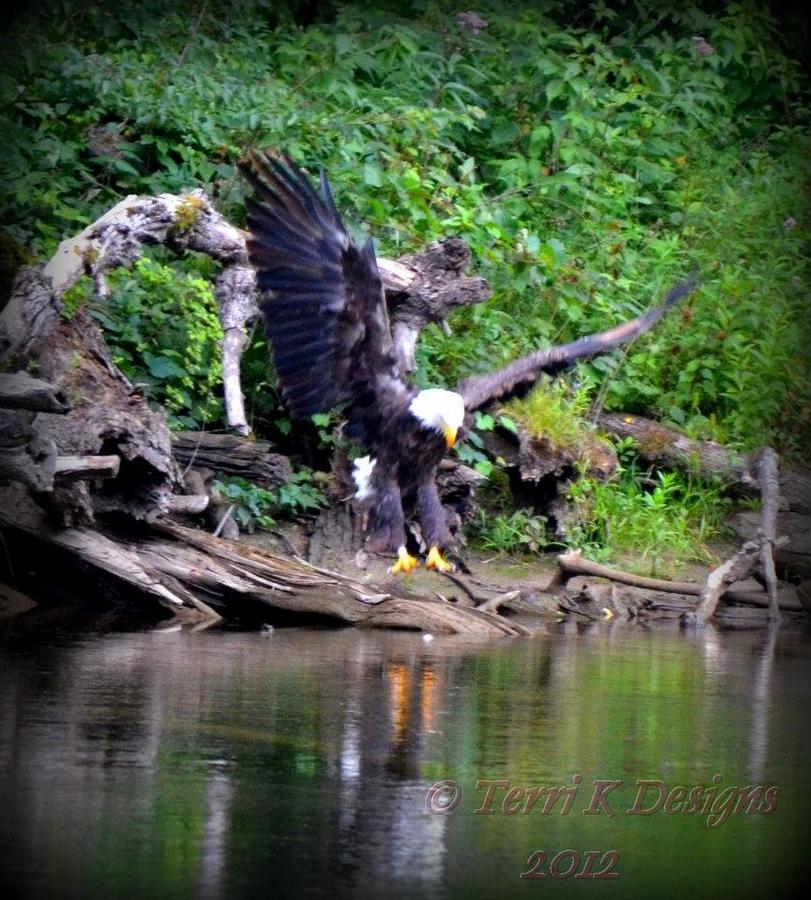 Eagle Photograph - Bald Eagle by Terri K Designs