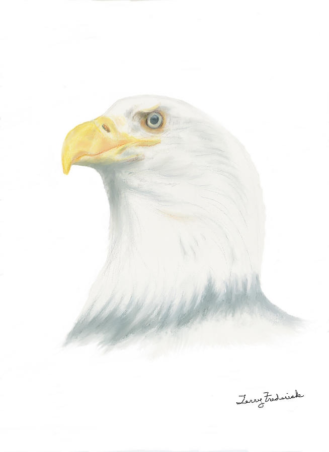 Bald Eagle Drawing by Terry Frederick