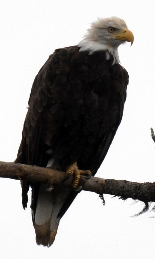 Bald Eagle Photograph By Thomas Gettings - Fine Art America