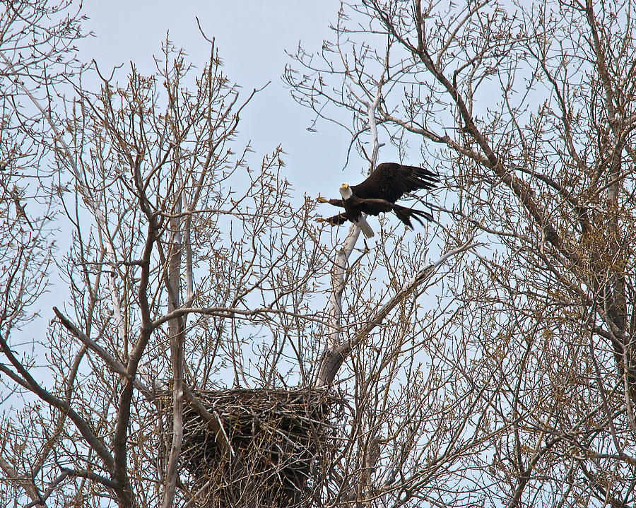 Bald Eagle Photograph by Tim Schmidt | Fine Art America